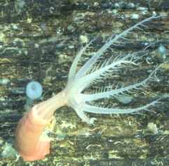 Polyp of a solitary octocoral